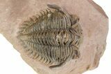 Detailed Metacanthina Trilobite - Lghaft, Morocco #251911-4